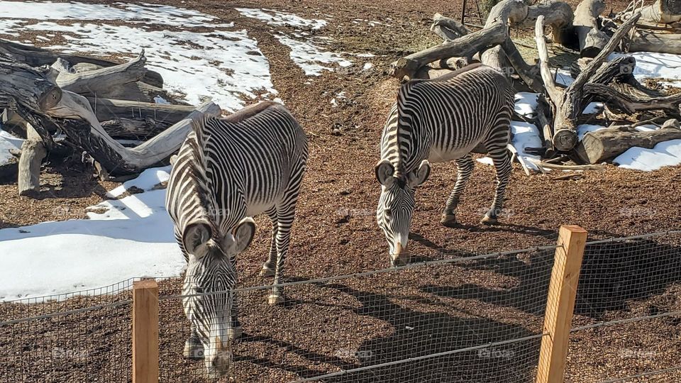 zebras at Denver Zoo during snack time!