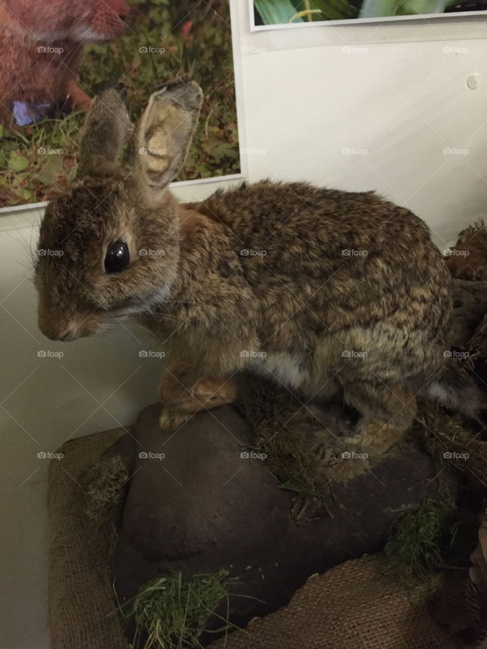 Taxidermy rabbit 