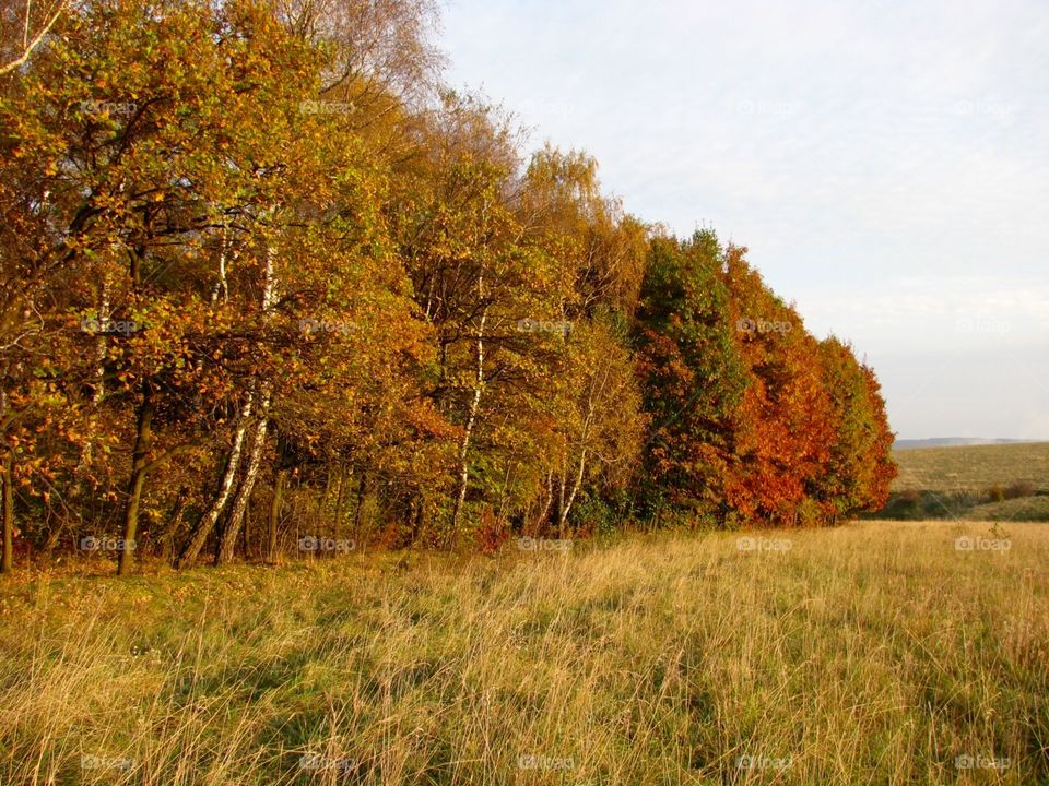 Autumn in the fields 