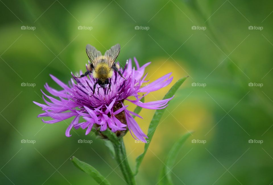 Busy bumblebee on purple wild flower along the hiking trail