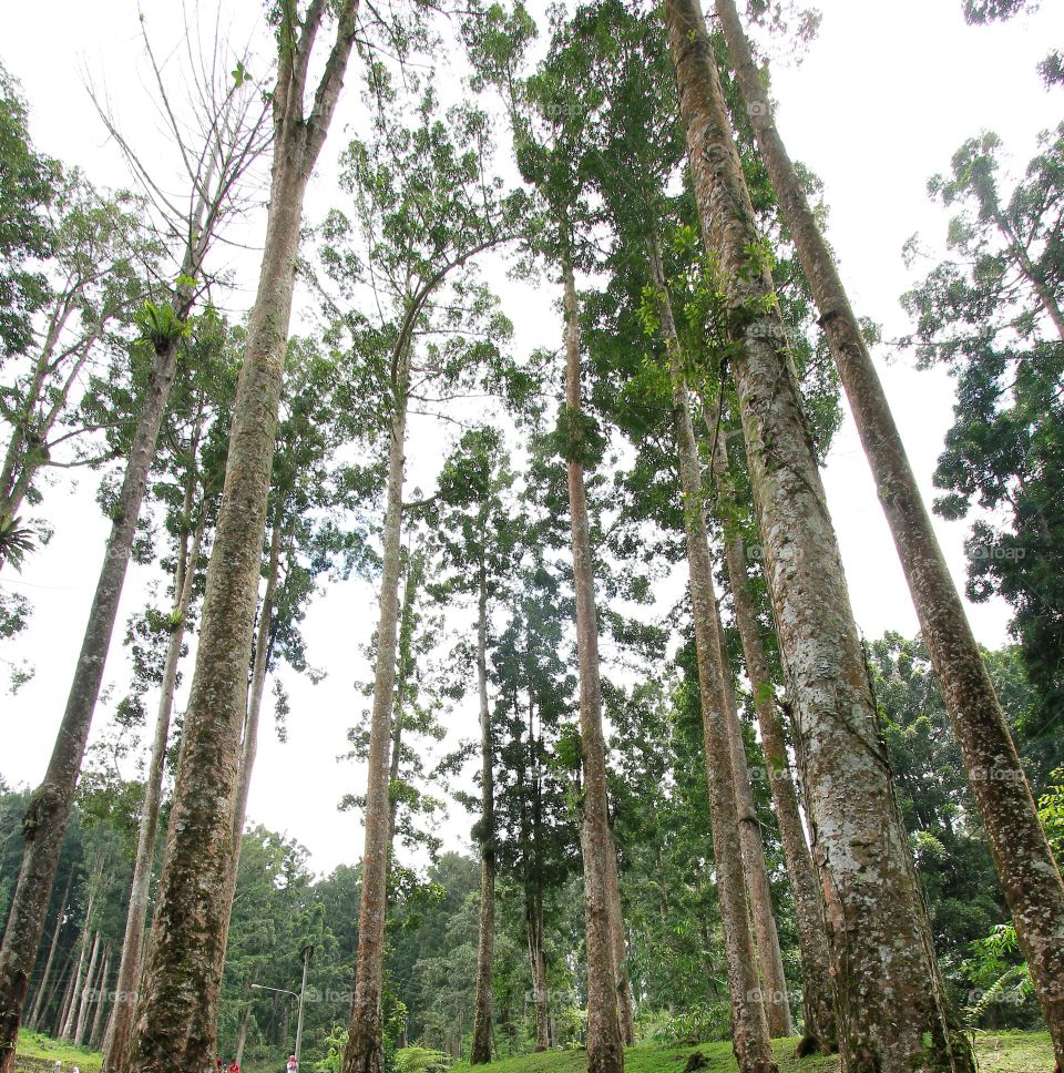 Pinus forest