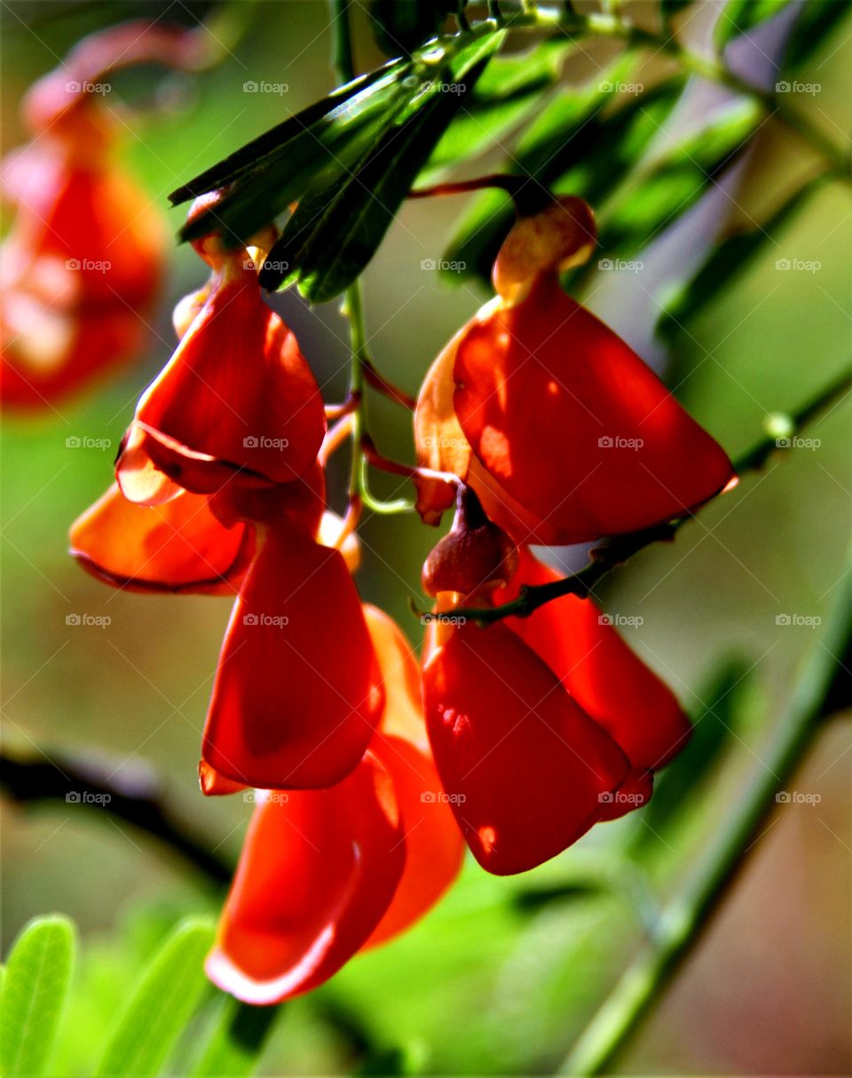 bright flowers ready to bloom.