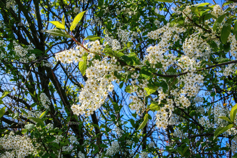 White and Green