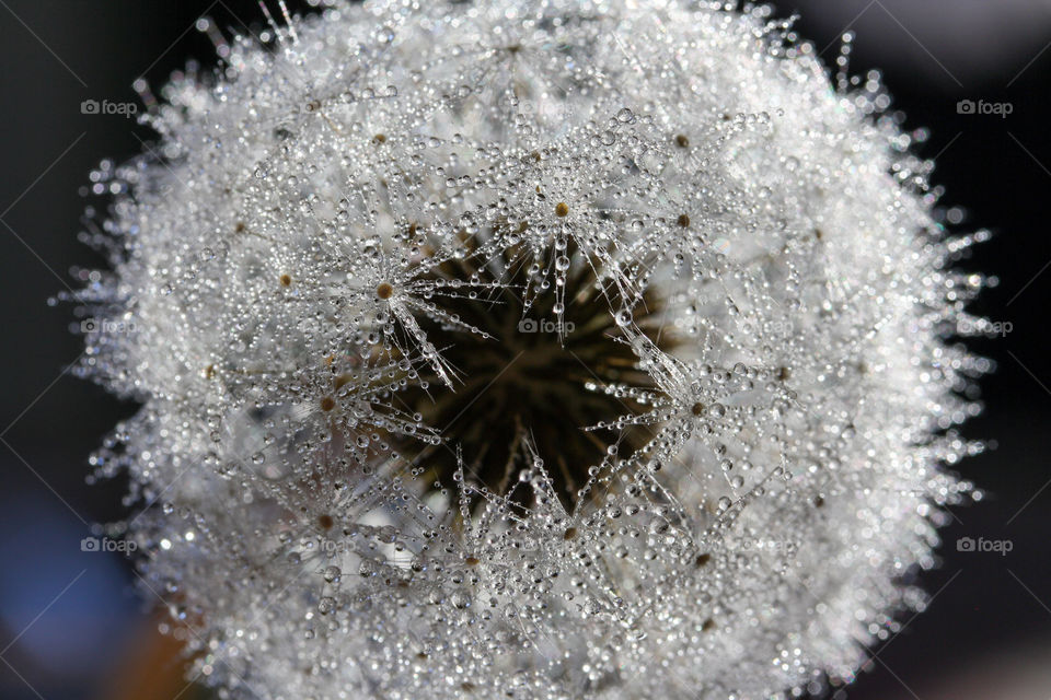 Dandelion's head in morning dew