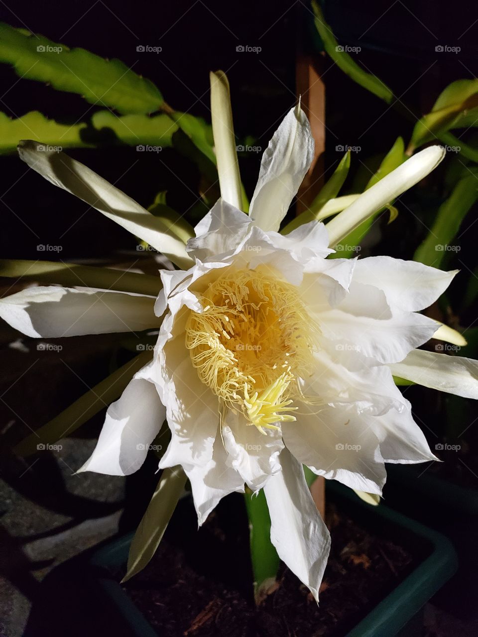 Dragon fruit flower blossom