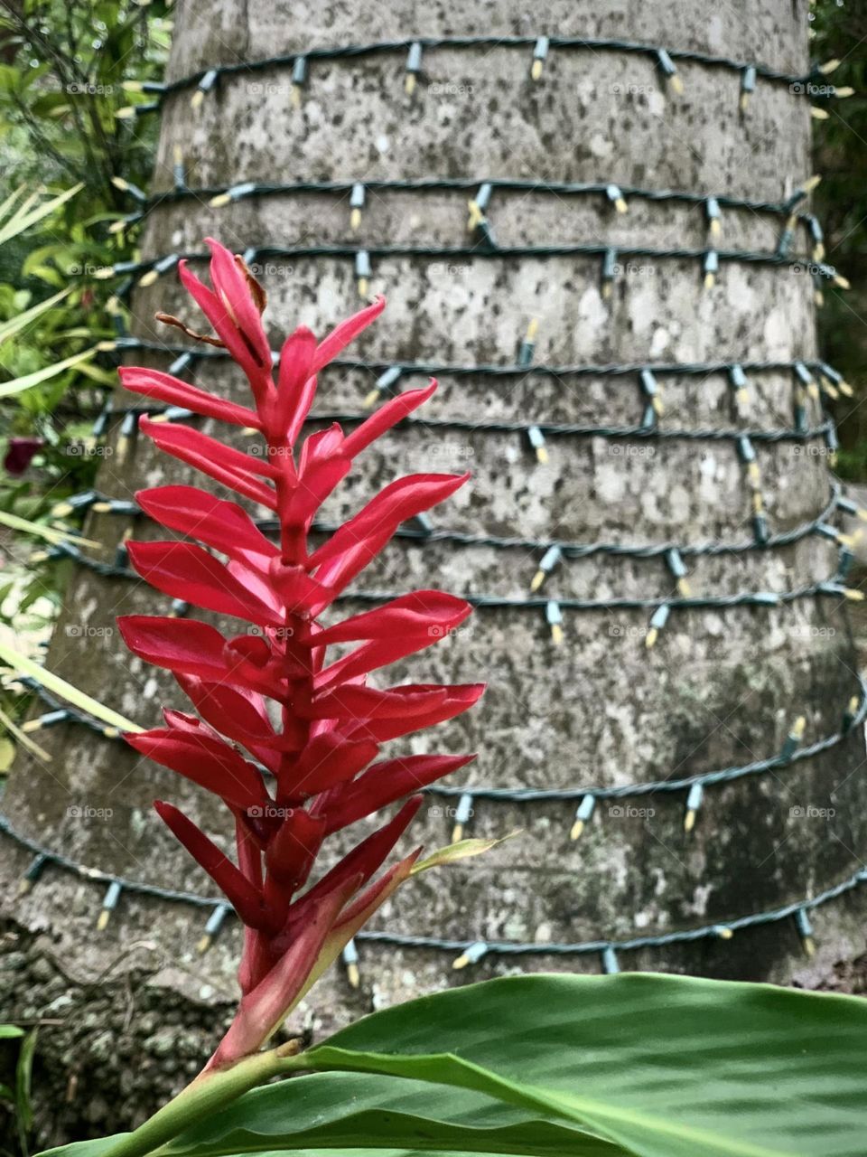 Tropical red ginger flower from Bahamas.