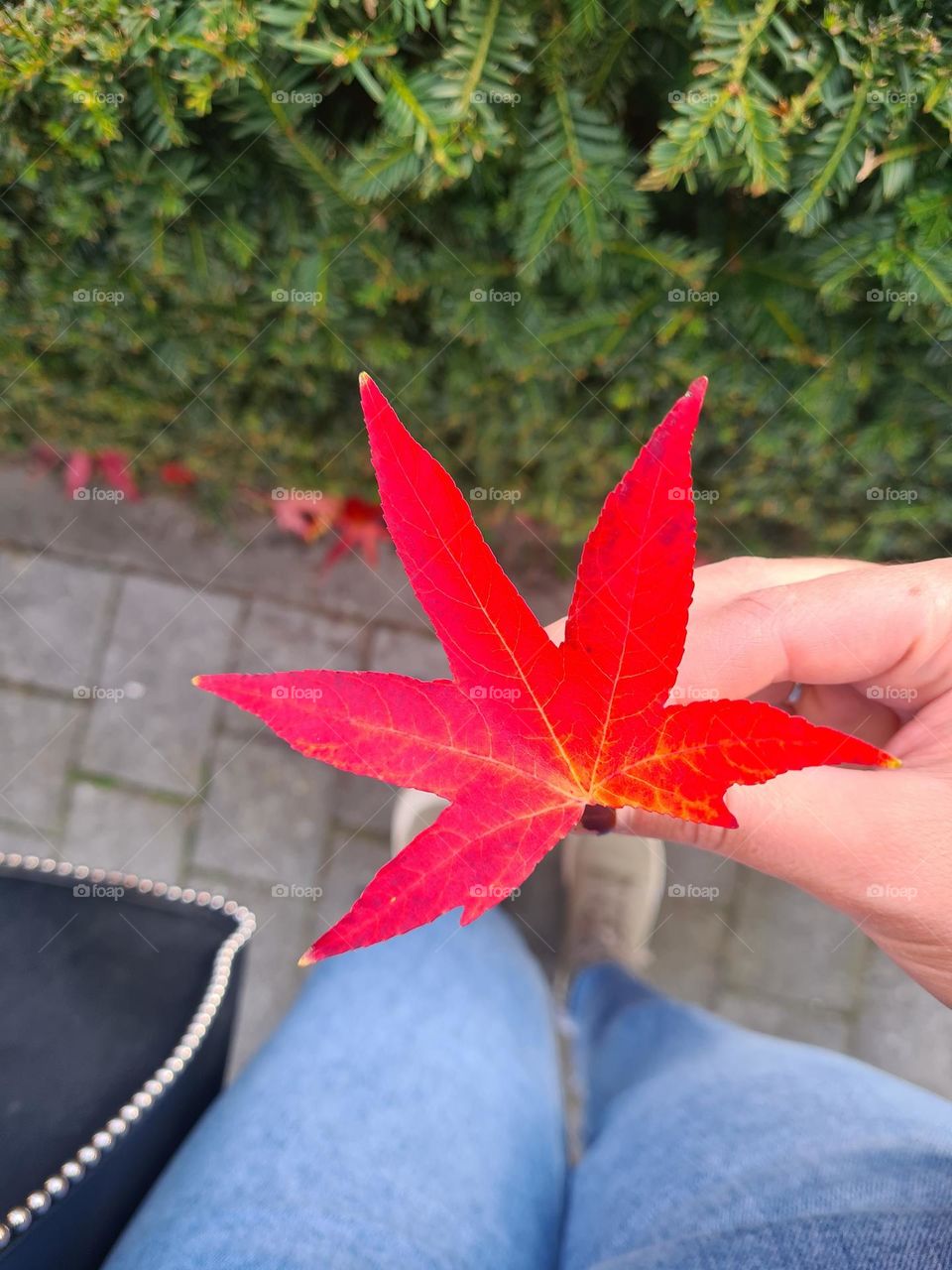 Fall 🍁