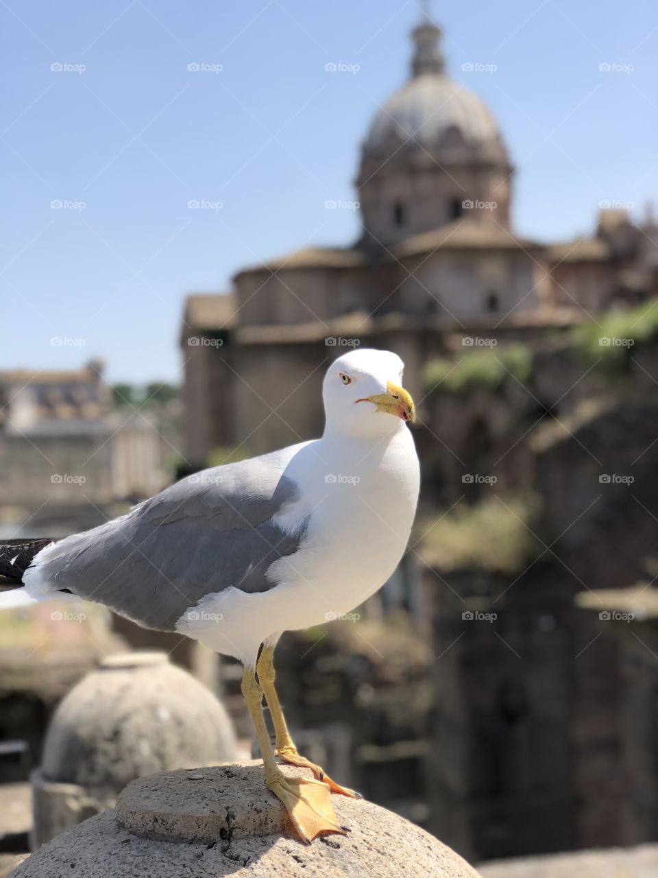 A watchful eye on Imperial Rome
