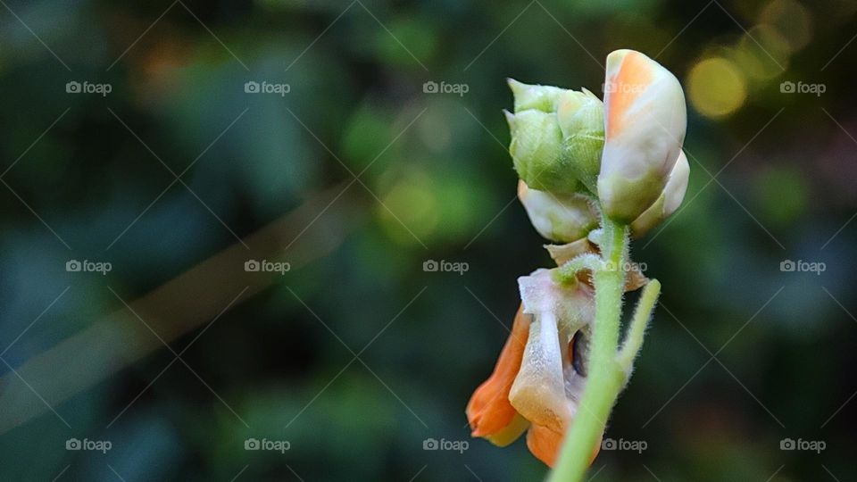 beautiful white flower buds with orange and white colour