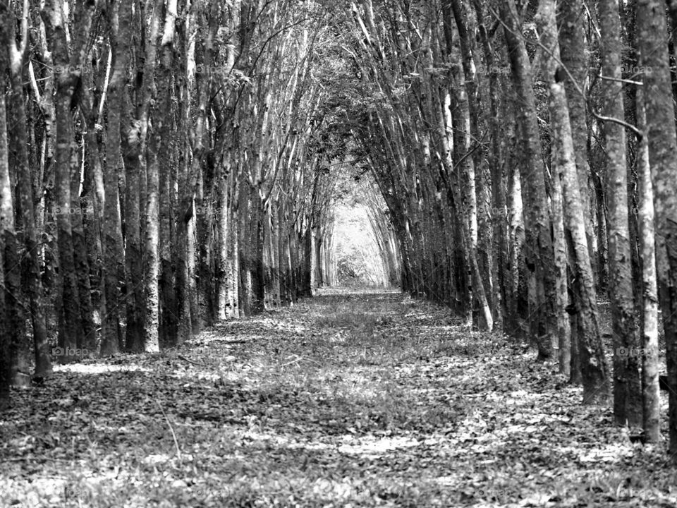 Walkway shape by trees