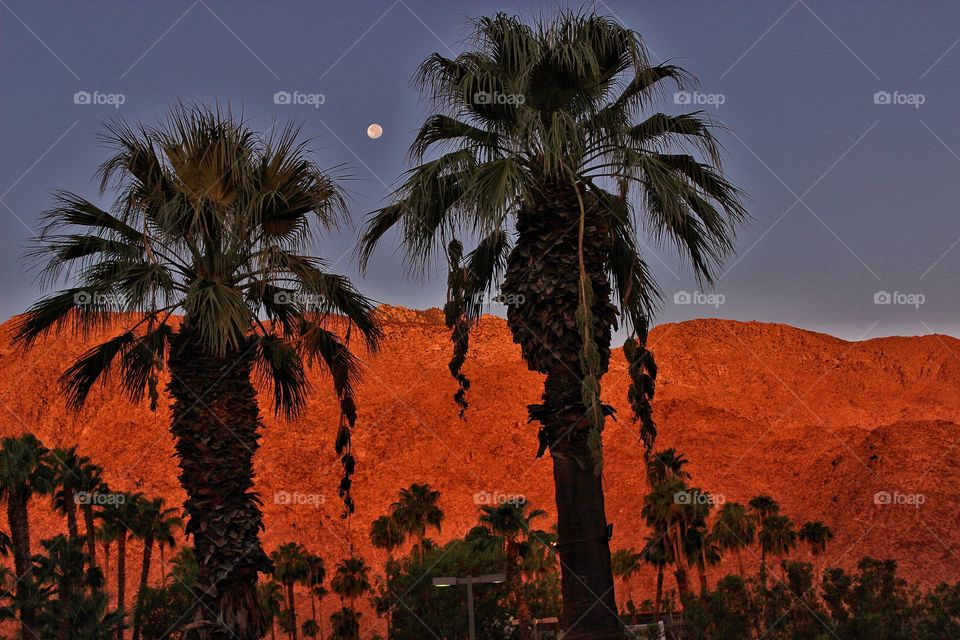 Moon and palm trees