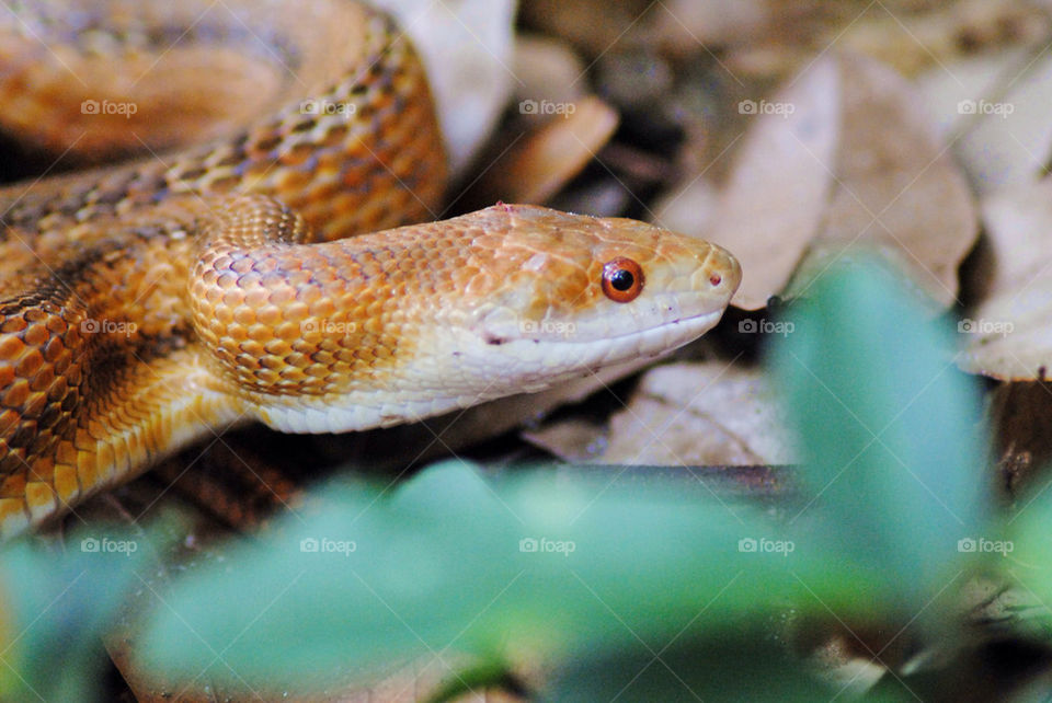 Close-up of snake