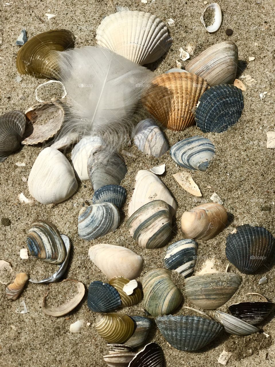 Shells and feather on the beach 