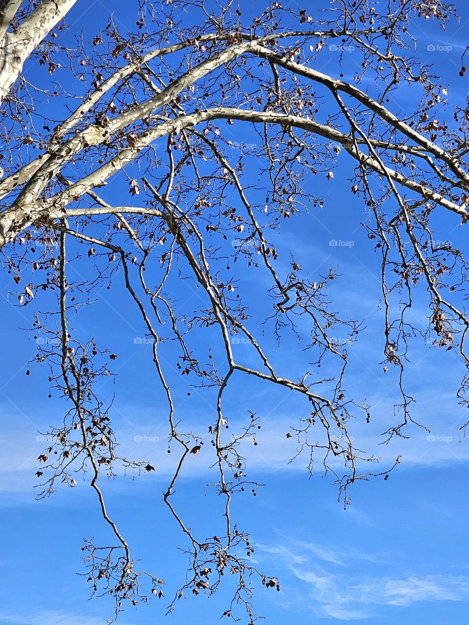 tree in Aix-en-Provence