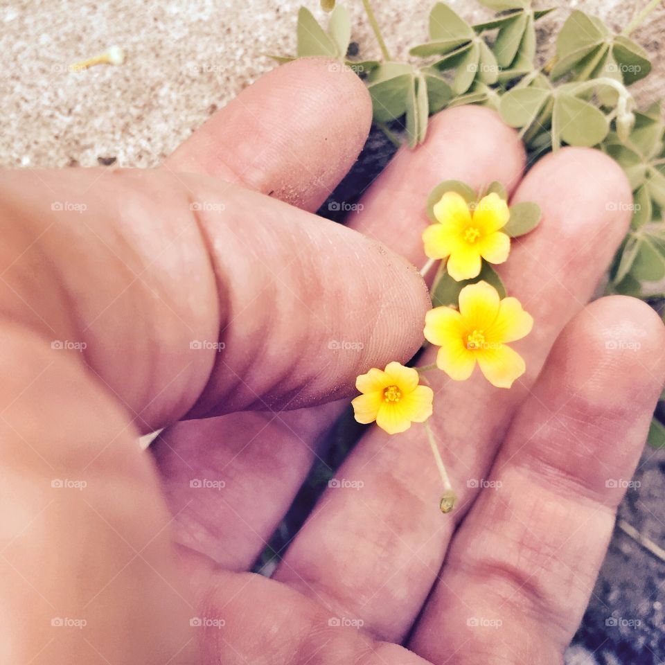 Delicate Yellow