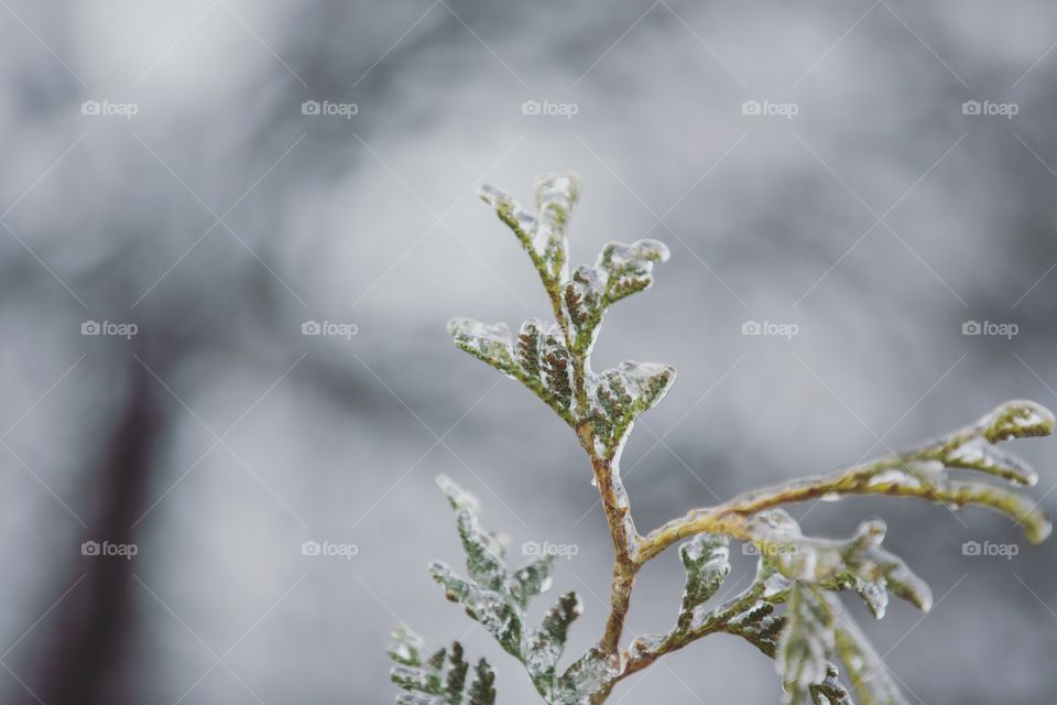 Ice and pine
