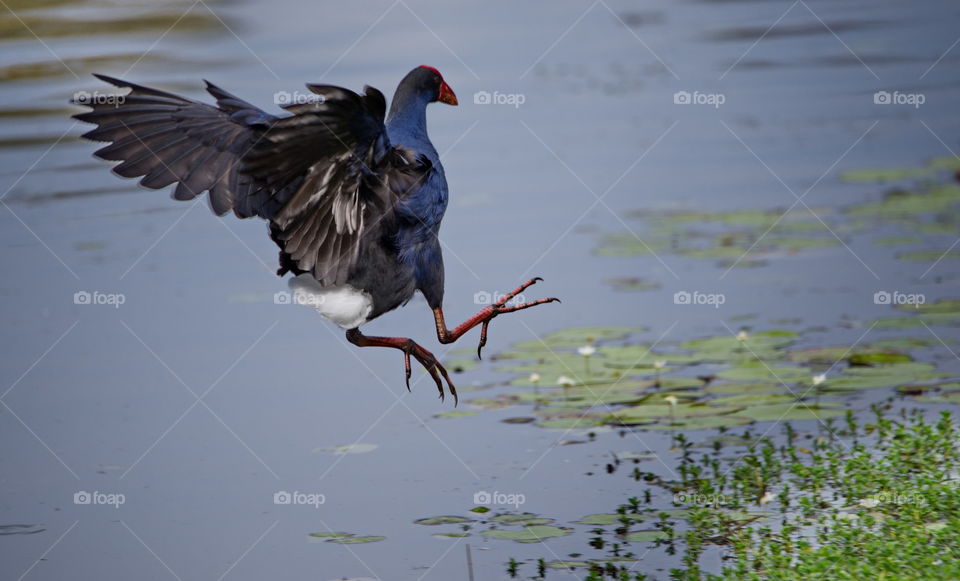 Australasian Swamphen