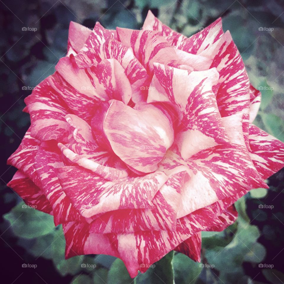 bmacro marble rose botanical