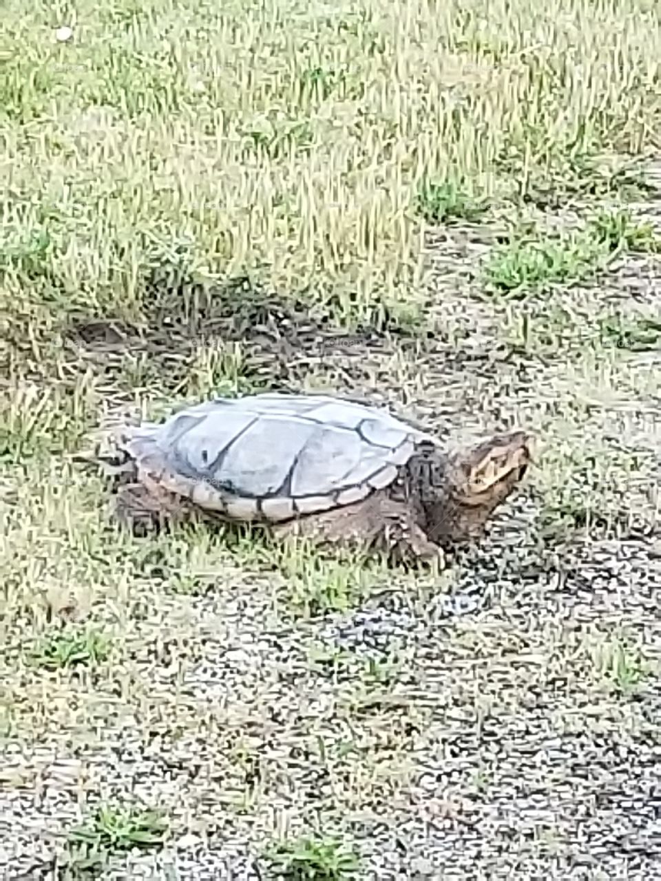 On a walk when I came across this huge tortoise. It was just chilling in the middle of a grassy field.