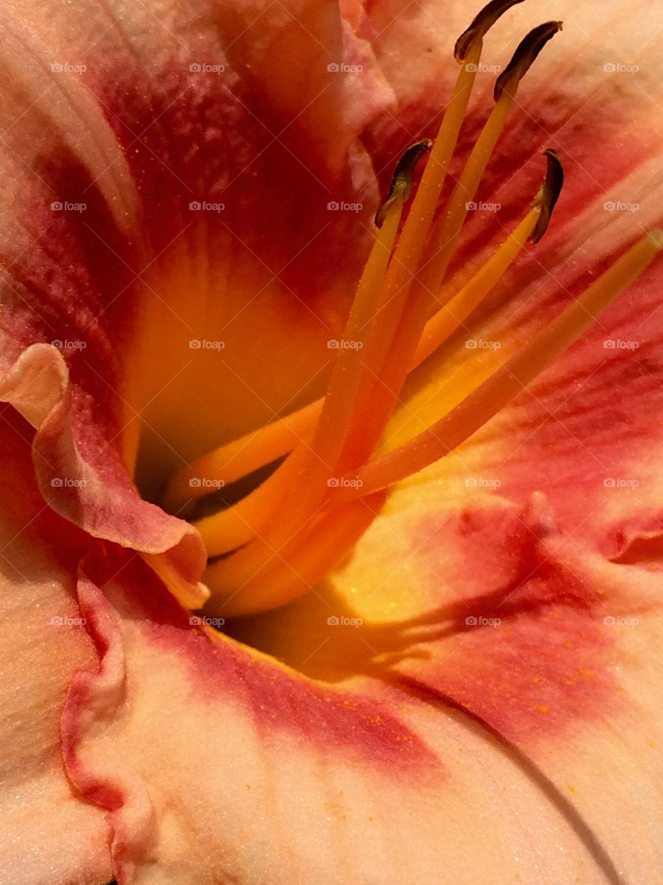 Daylily 