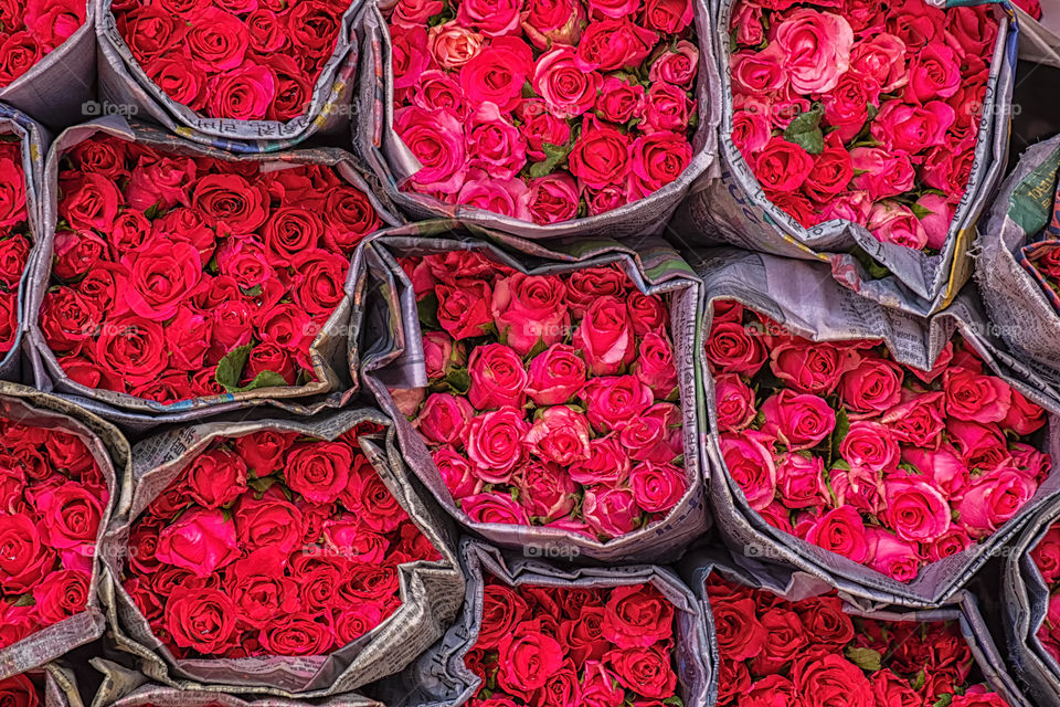 Pink roses in the famous wholesale PakKongTaLad market in Bangkok Thailand