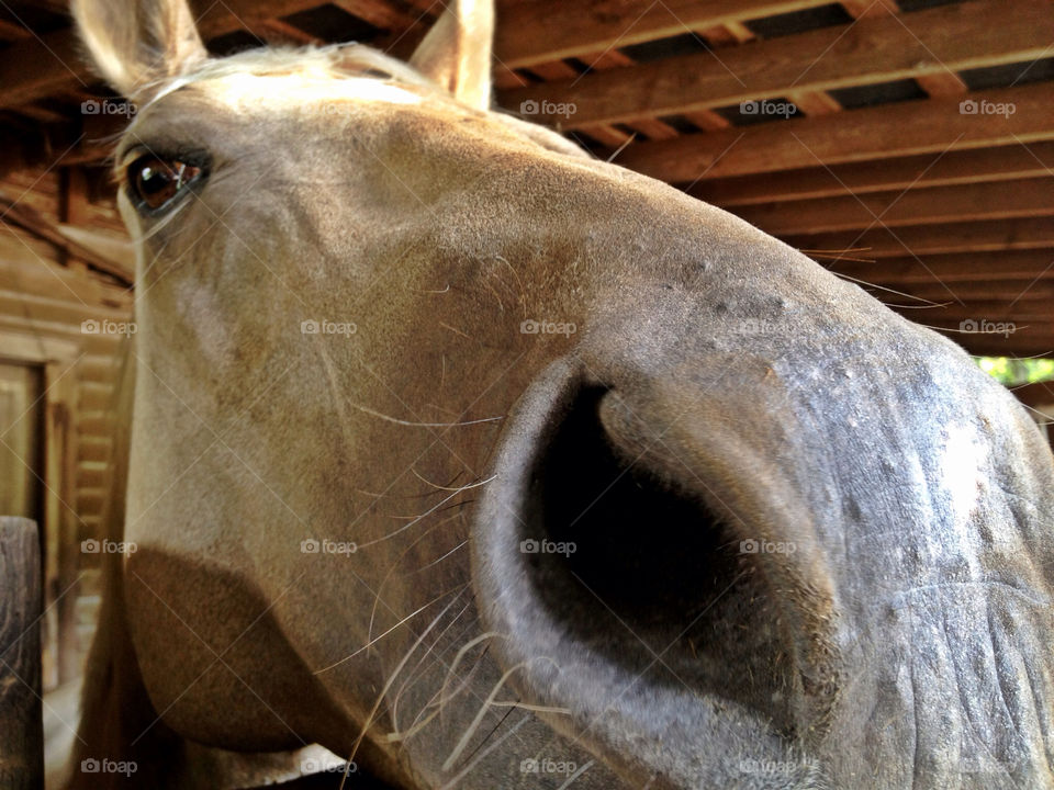 animal barn horse country by hayen