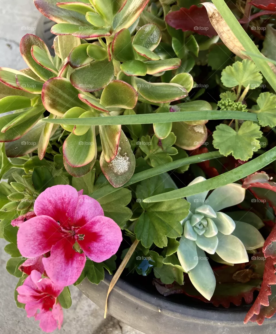 Succulents and geraniums 