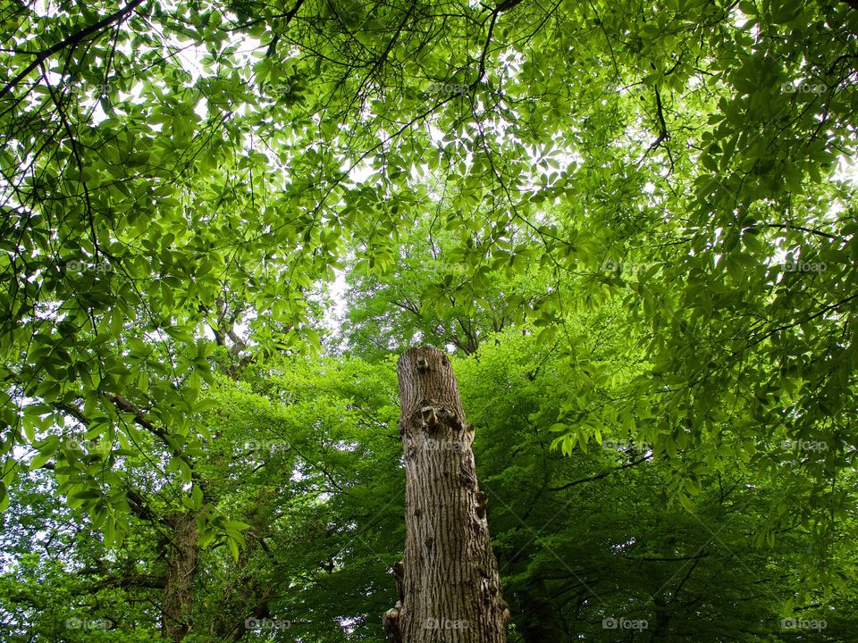 Underneath a tree canopy