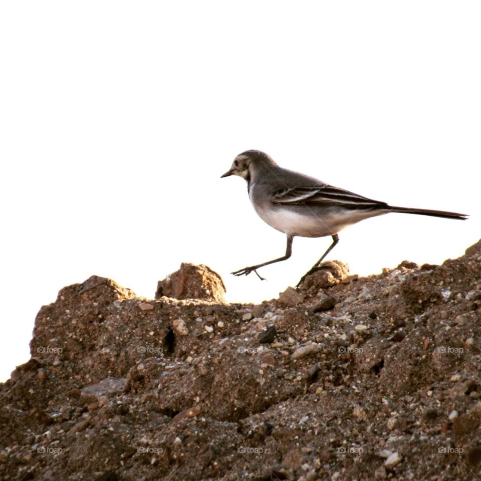 трясогузка