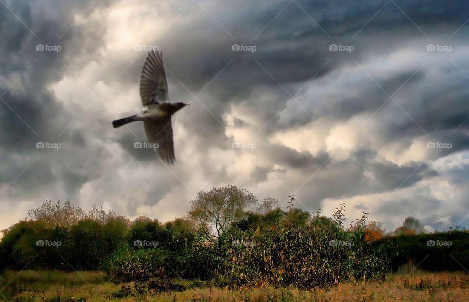 Autumn flight