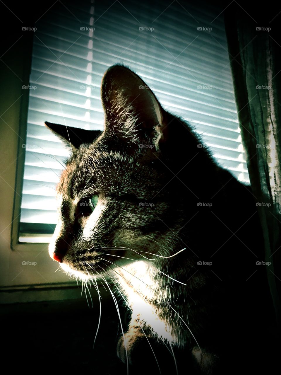 Kylie cat staring out the window 