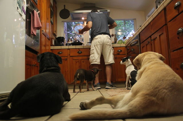 Pet owner with his pets