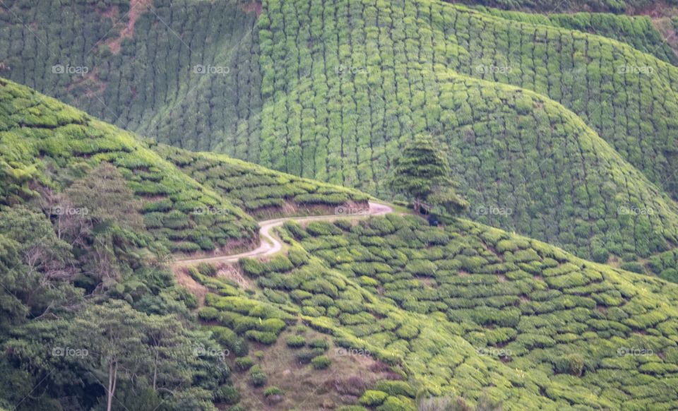 Tea plantation at cameron highland 