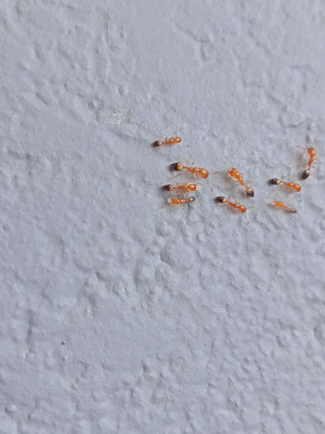 this is the picture of ants running for their food