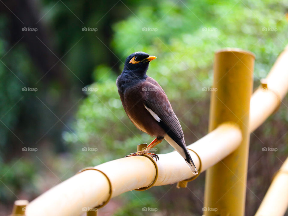 mynah