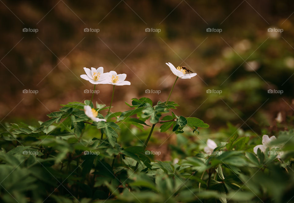 Spring. Flowers. Flora. Nature.