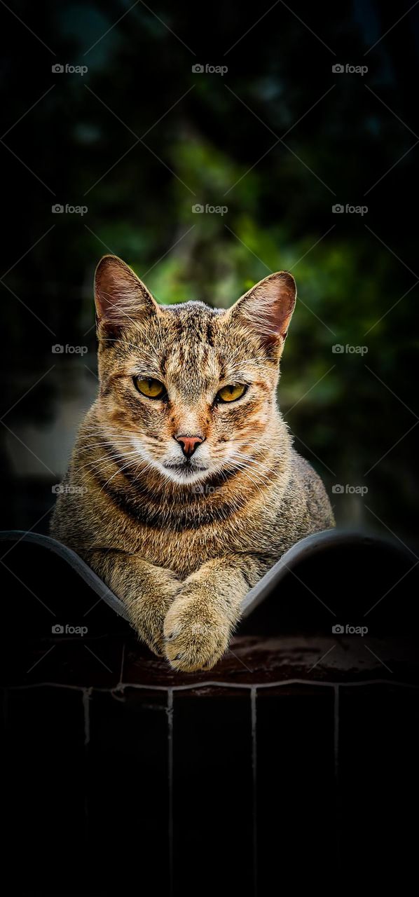 tabby cat in focus