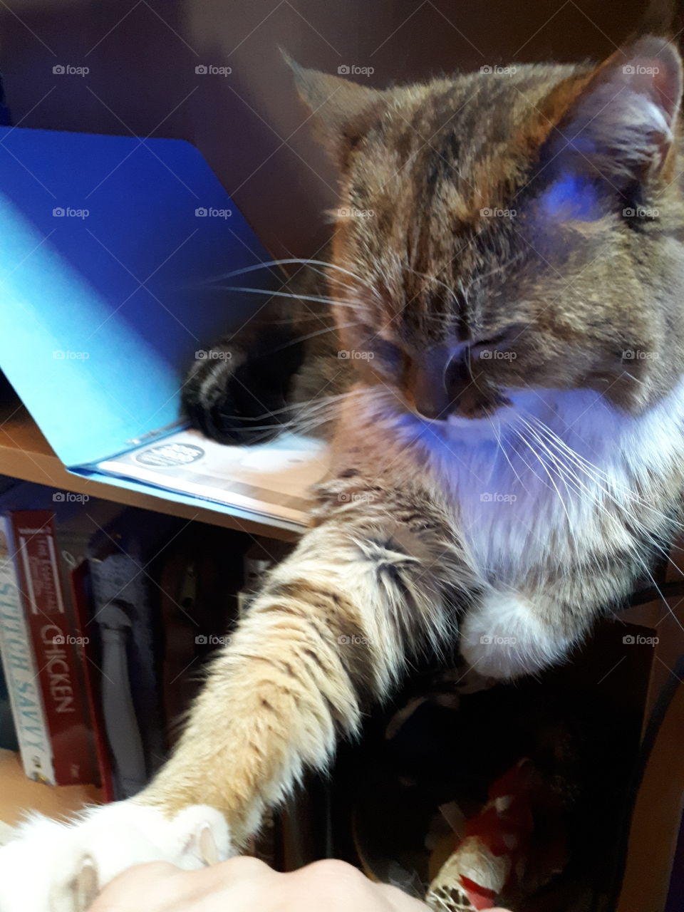 Kitty asleep on shelf with paw on hand