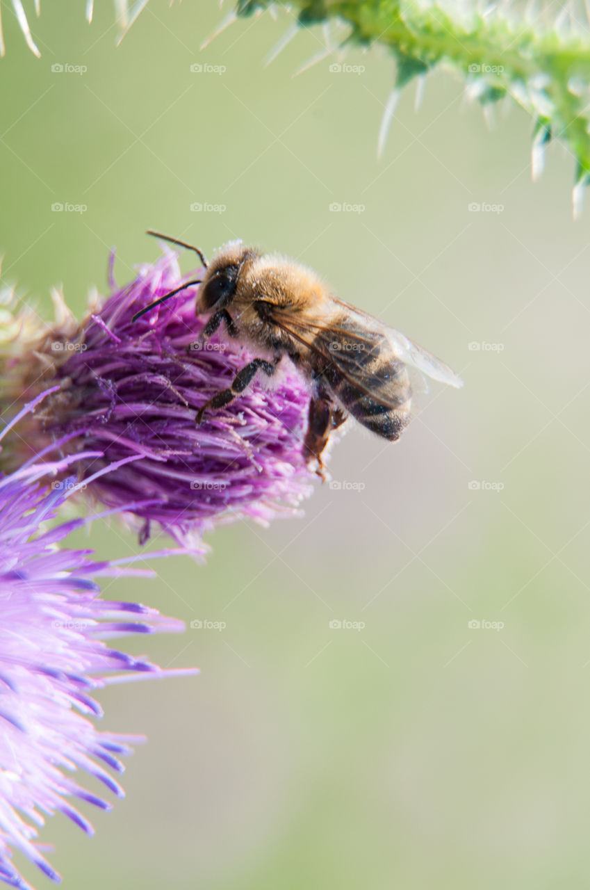 Bee on a purple flower