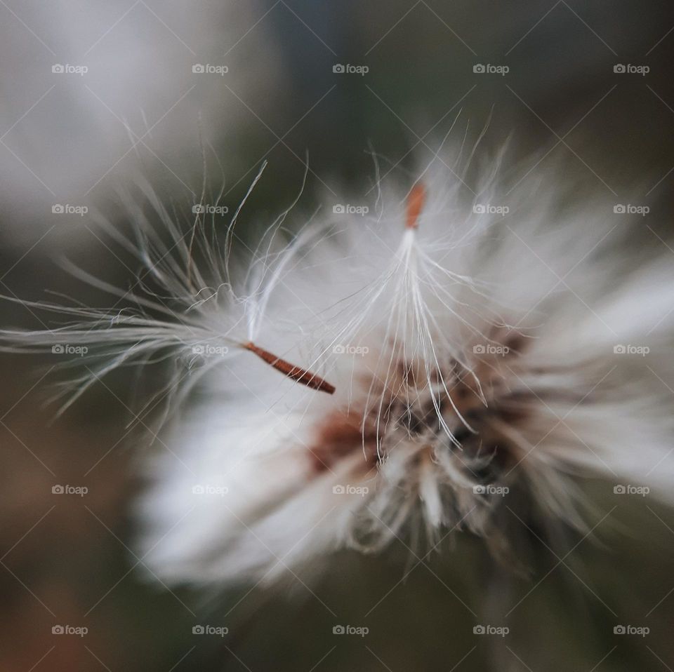 Ripe white dandelion