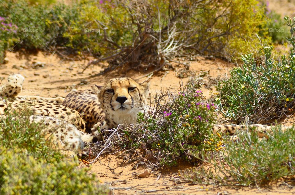 Safari in South Africa