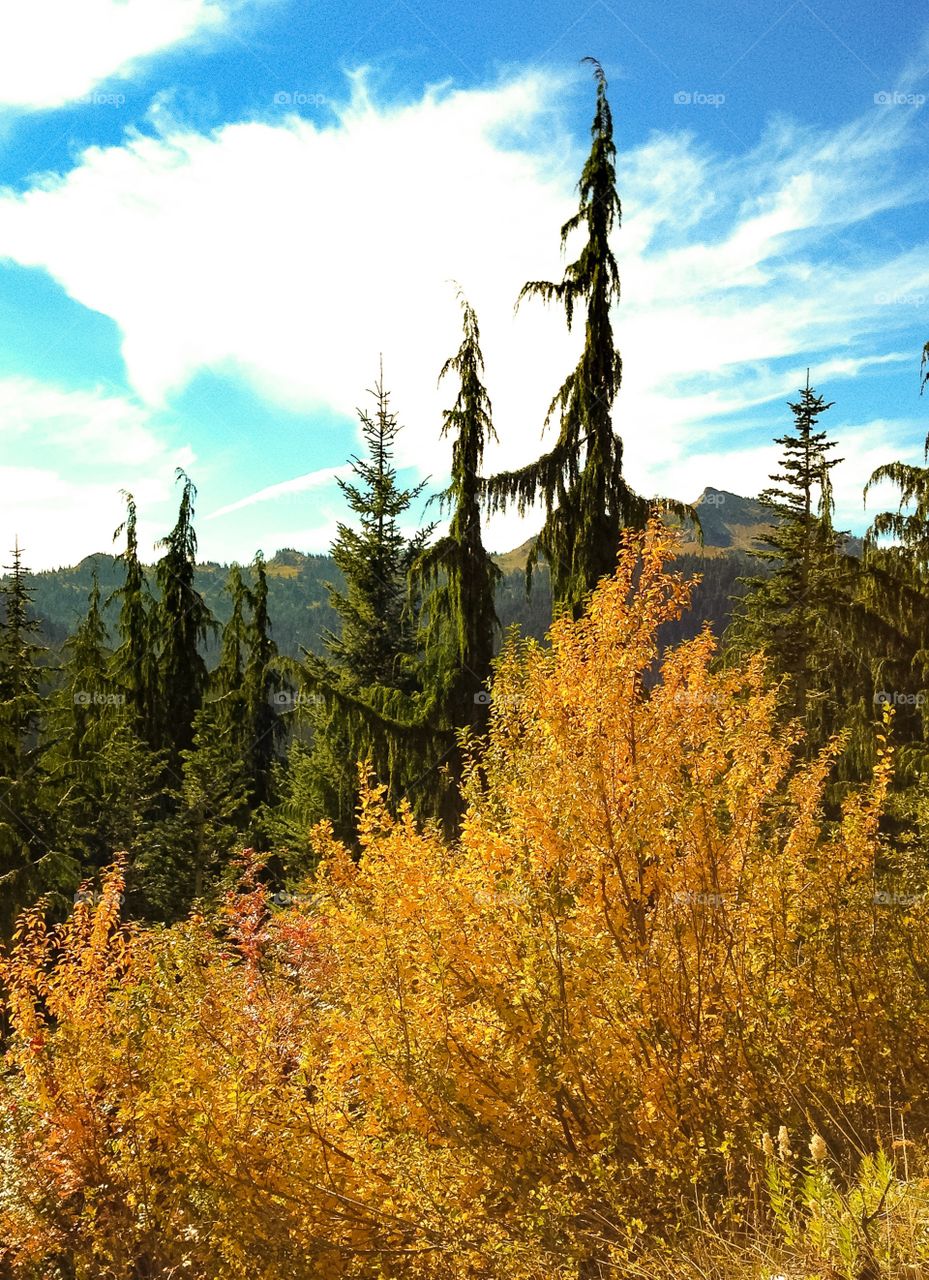 Wood, Nature, Fall, No Person, Landscape