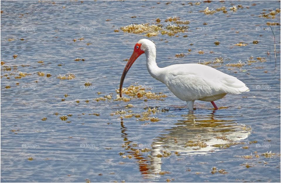 White Ibis