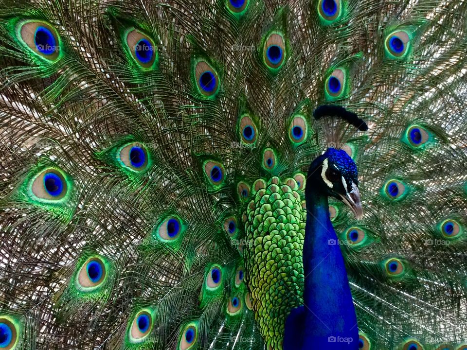 Peacock closeup