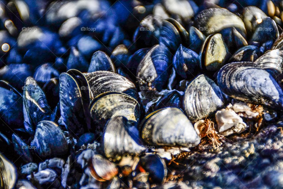 Mussels