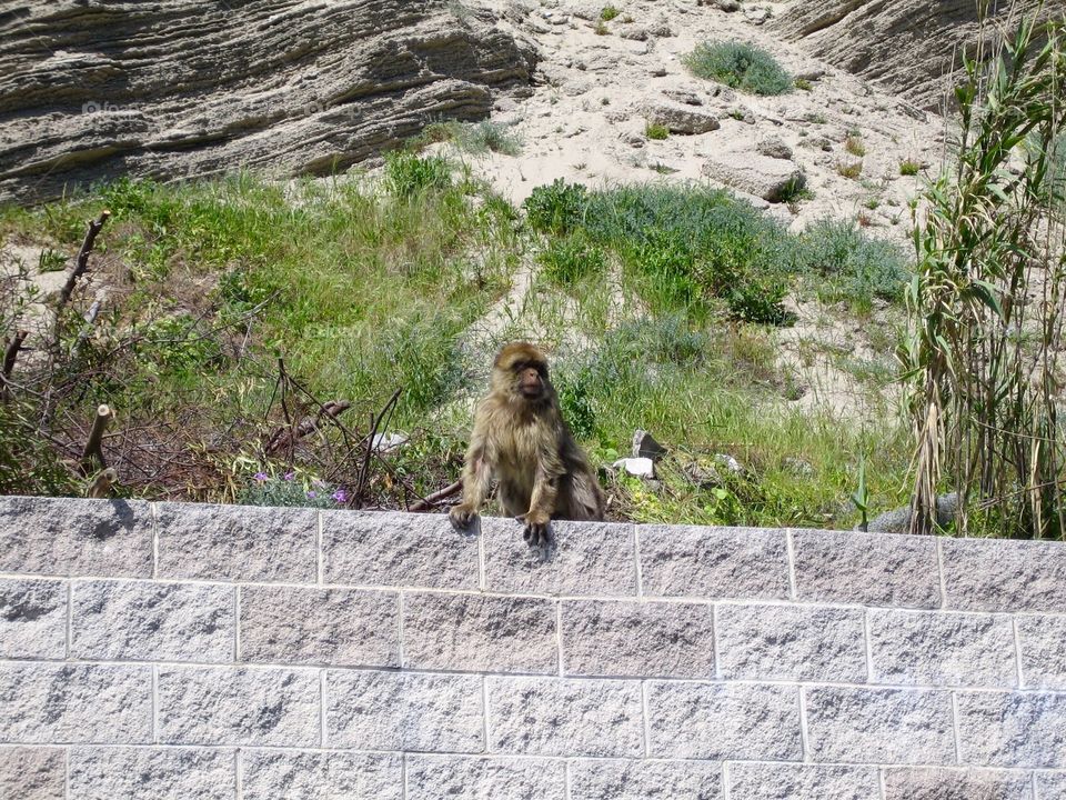 Monkey in Giblartar 