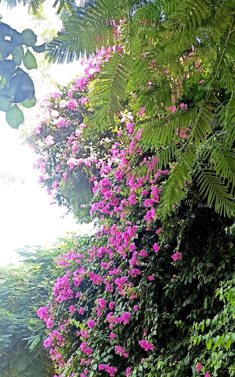 Bougainvillea