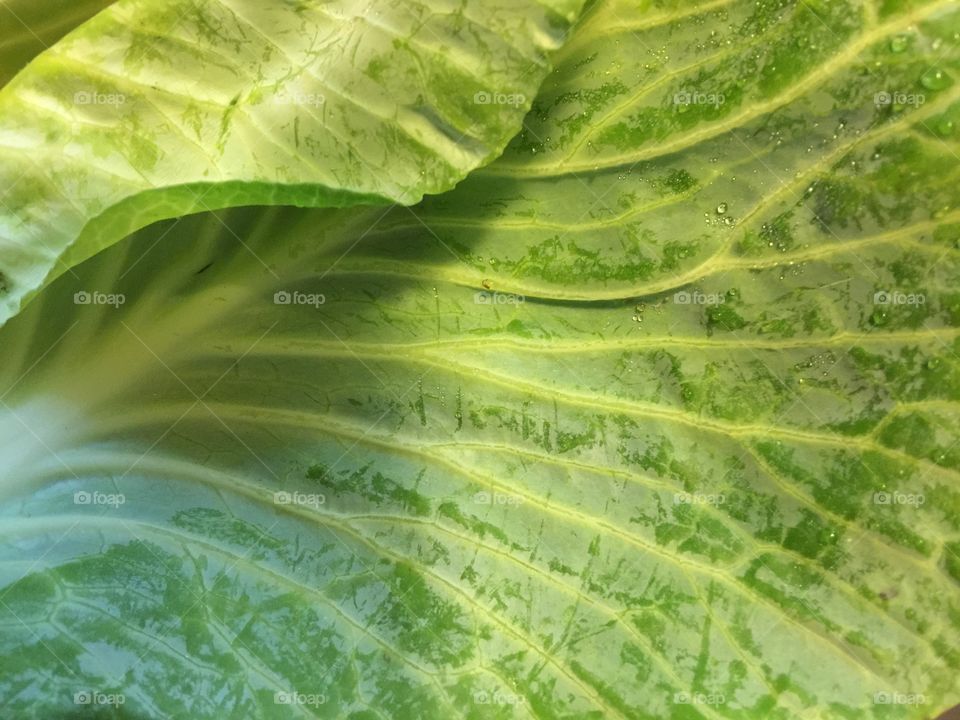 Cabbage leaf