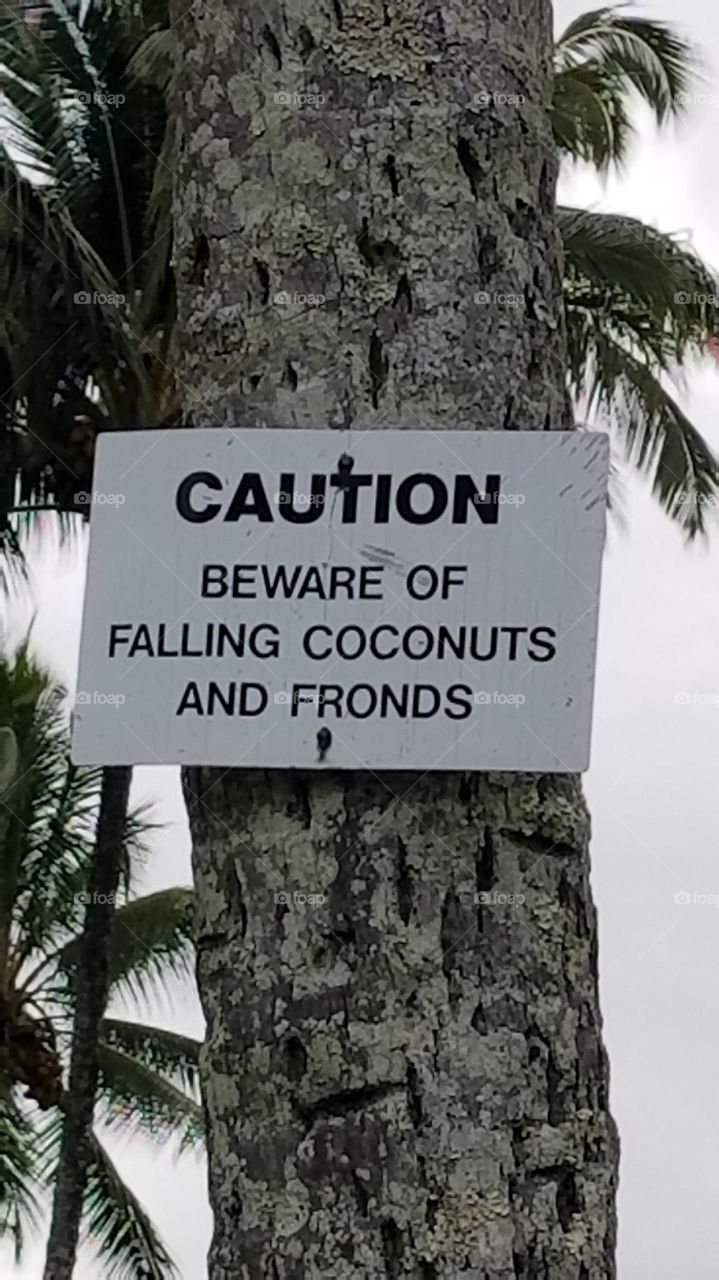 Coconut island