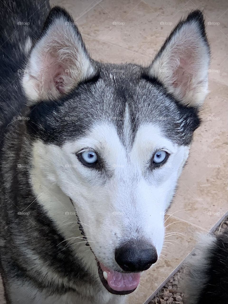 Siberian Husky 